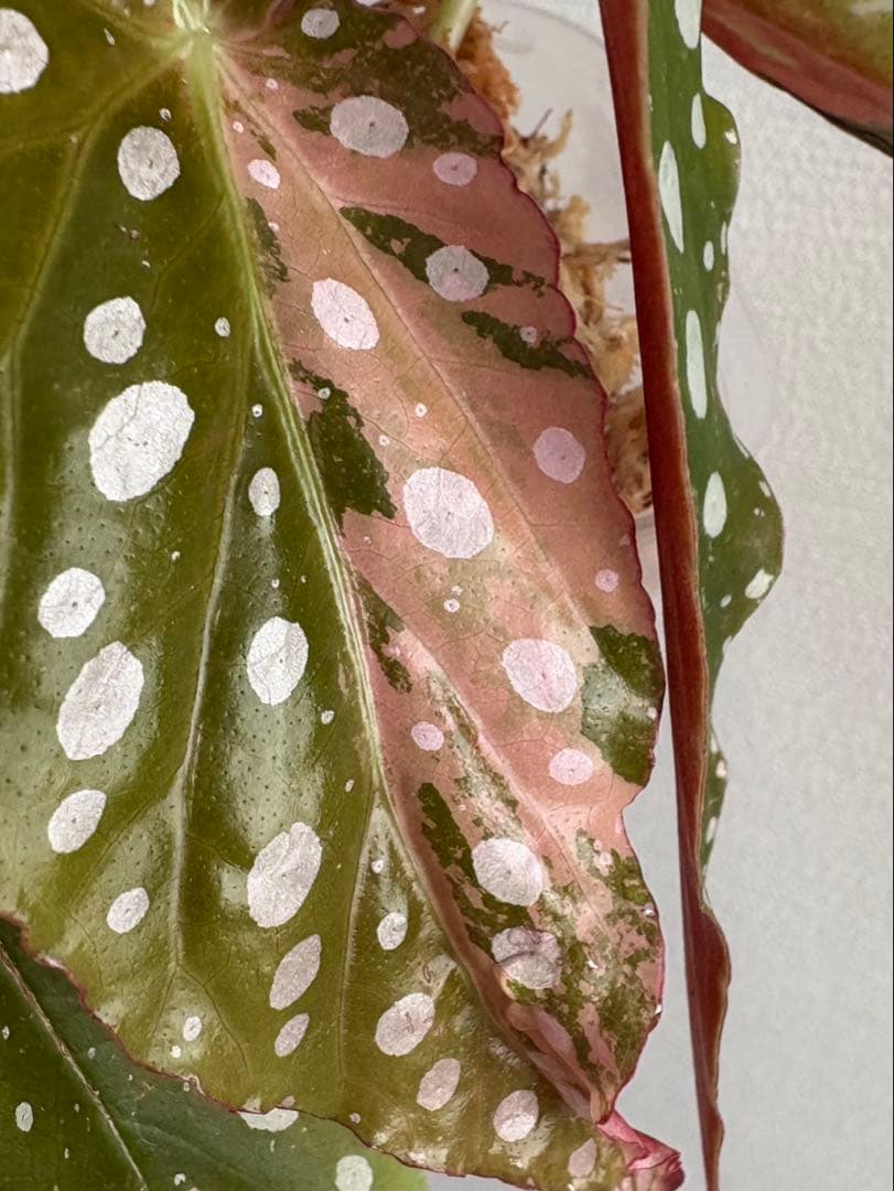 ベゴニア　マクラータ斑入り