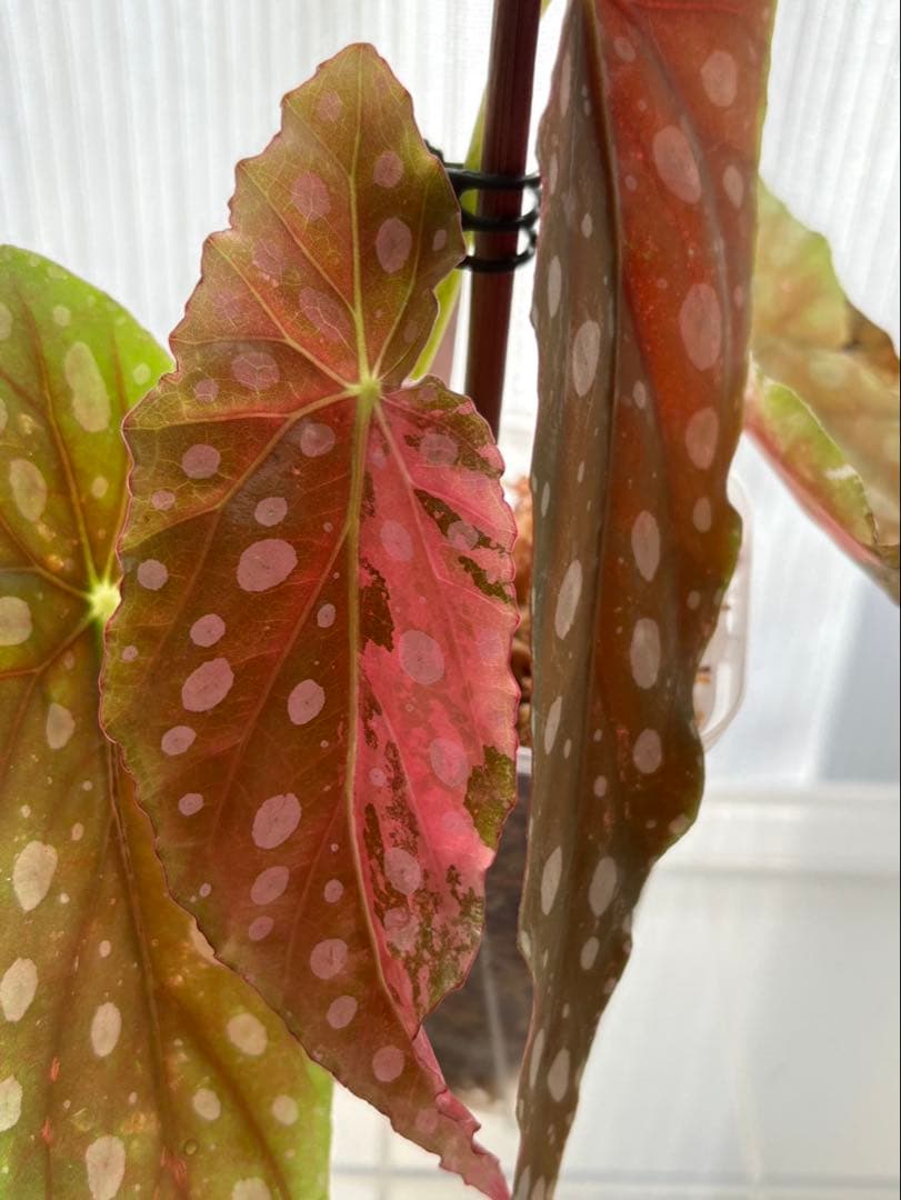 ベゴニア　マクラータ斑入り