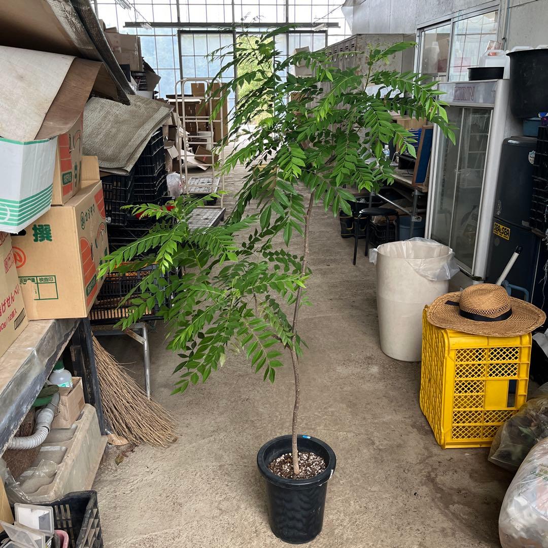 カレーリーフ 高さ約150cm カレーの木 8号