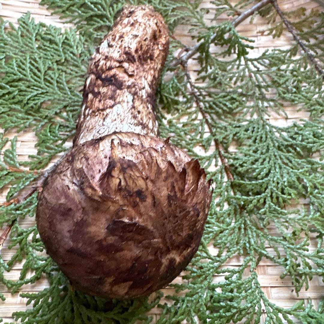 長野県南信州産‼️極上松茸 大　1本123g 10/28朝採れ