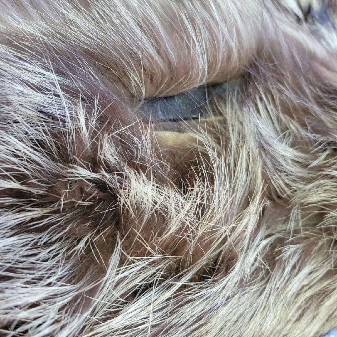 サガフォックス　金サガ　ブルーフォックス　毛皮　ショートコート　ジャケット