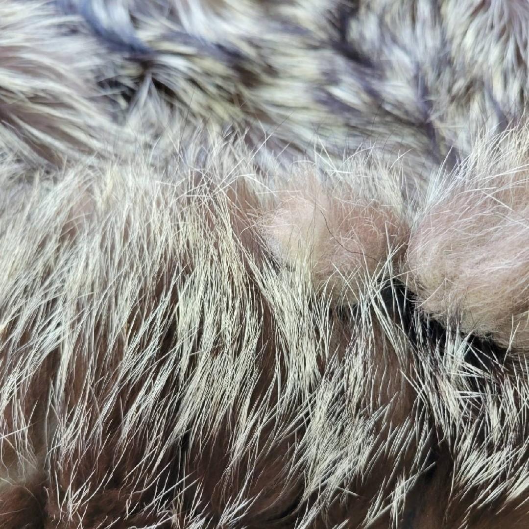 サガフォックス　金サガ　ブルーフォックス　毛皮　ショートコート　ジャケット