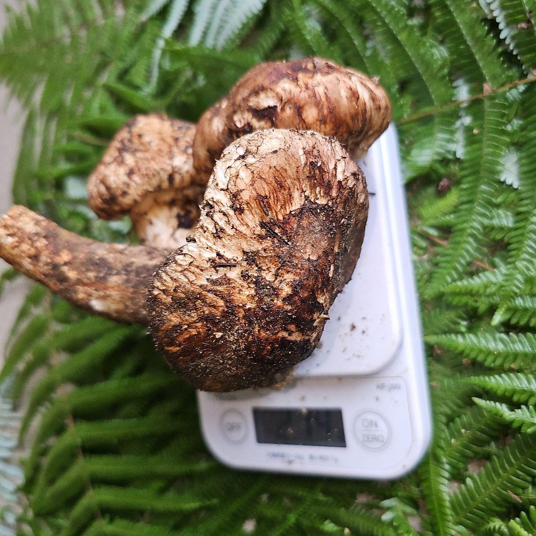 広島県産 松茸 214g