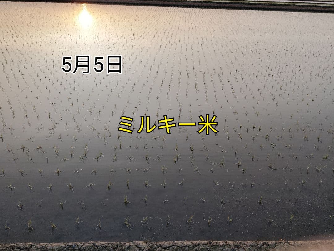 特別栽培米新潟県産ミルキークイーン20k