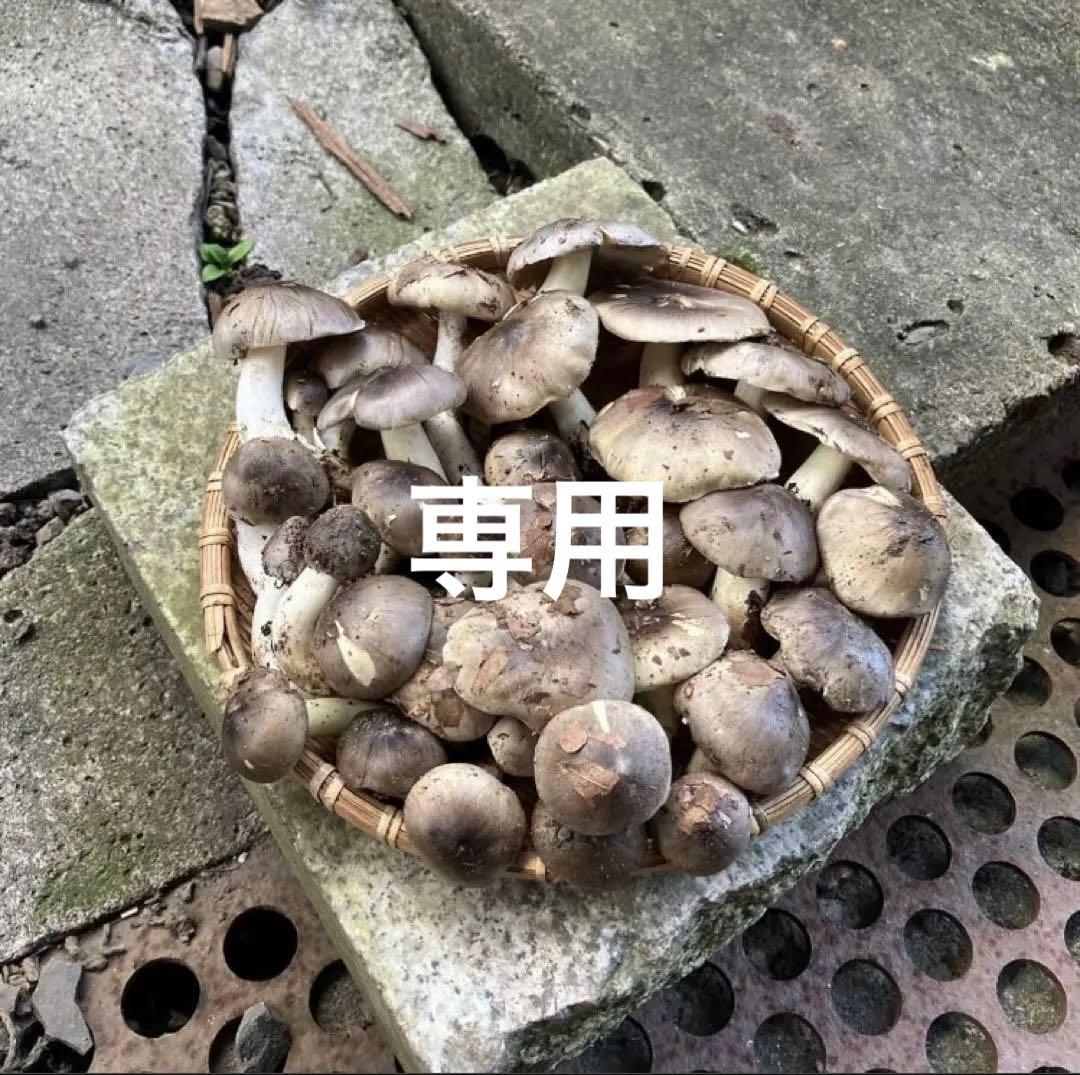 天然キノコ シモフリシメジ