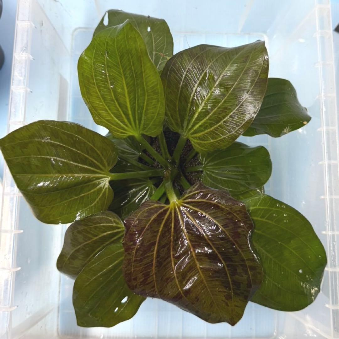 【お値下げしました】大株！ADA エキノドルス・オパクス　タイプB