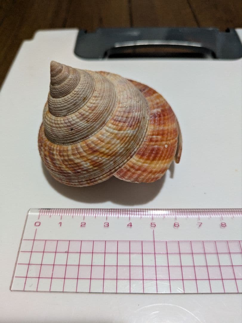 エビスガイ　オキナエビスガイ　オキナエビス貝