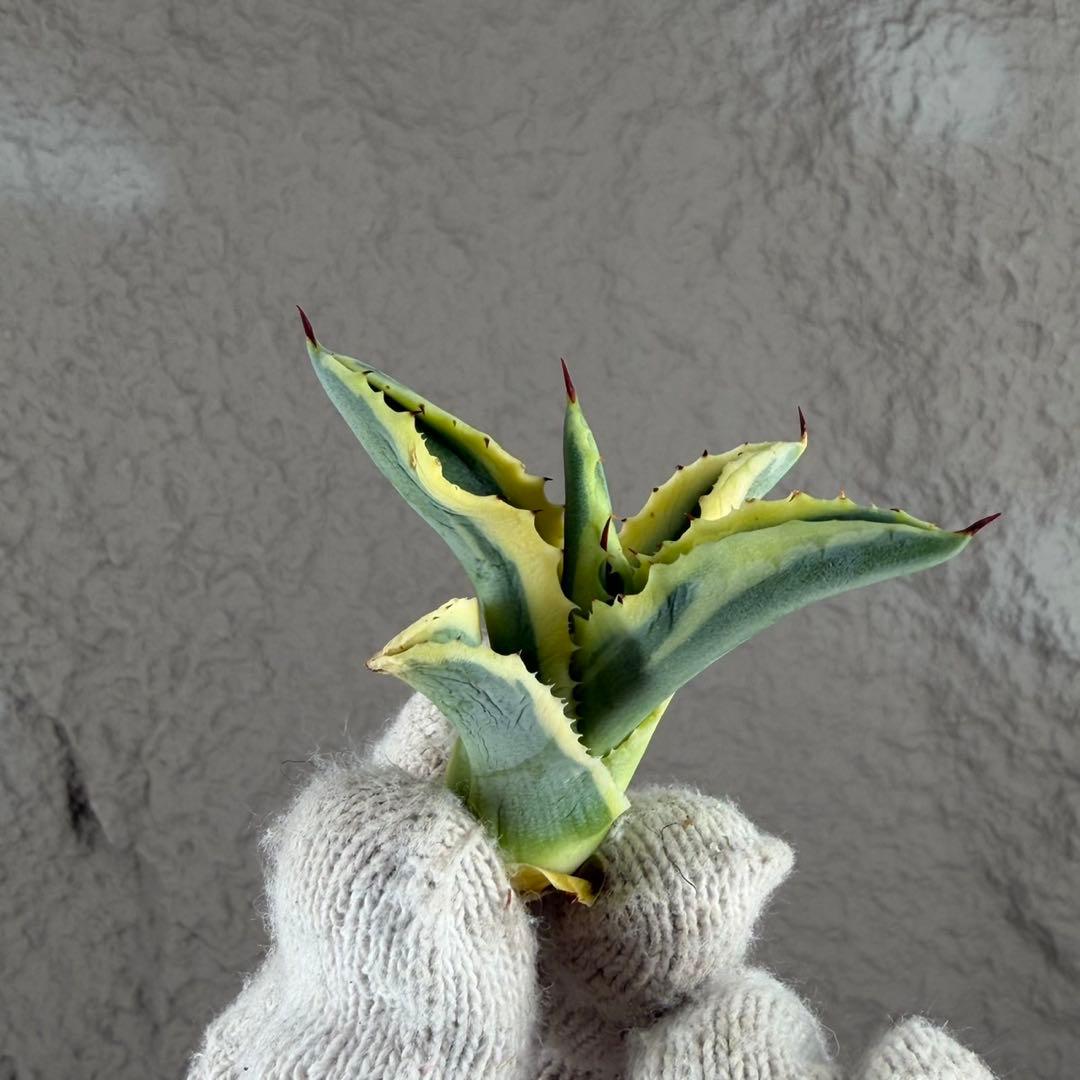 ニ*ス様 【アガベ　サルミアナ フェロックス ”リップル エフェクト”】天芽/Q