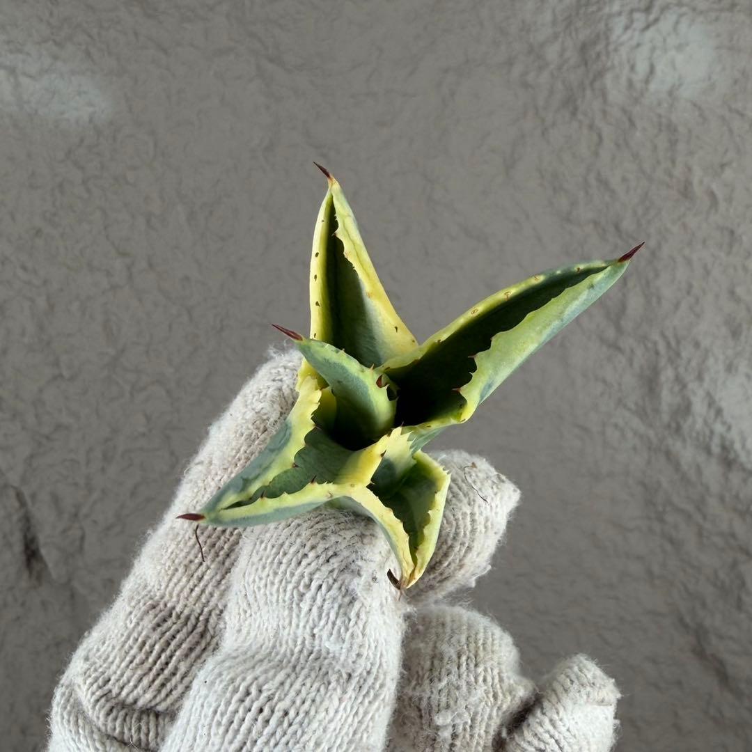 ニ*ス様 【アガベ　サルミアナ フェロックス ”リップル エフェクト”】天芽/Q