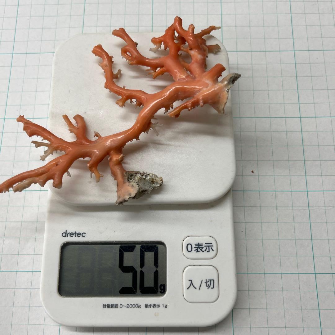 ピンク珊瑚の原木　タツキ