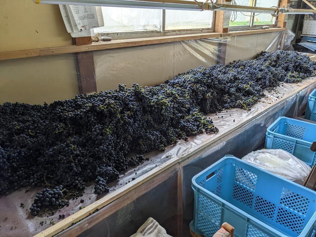 山ぶどう １５kg　山形県月山山麓産①