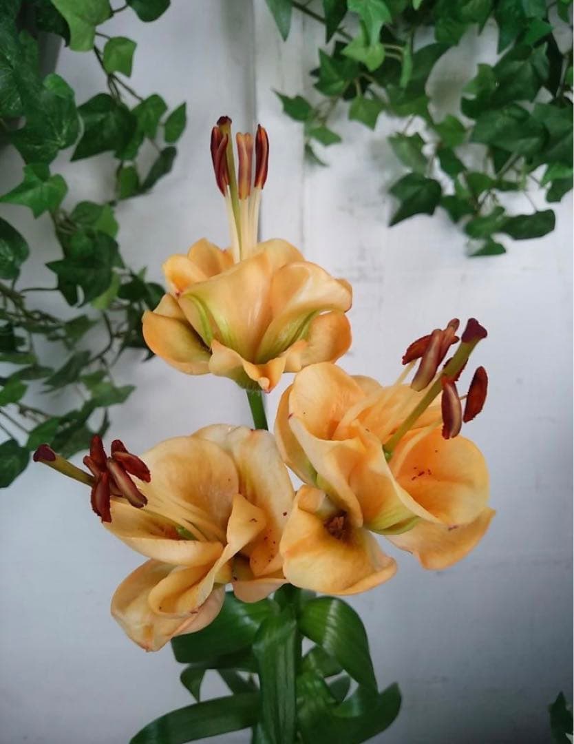 とわ　百合11種とチューリップ