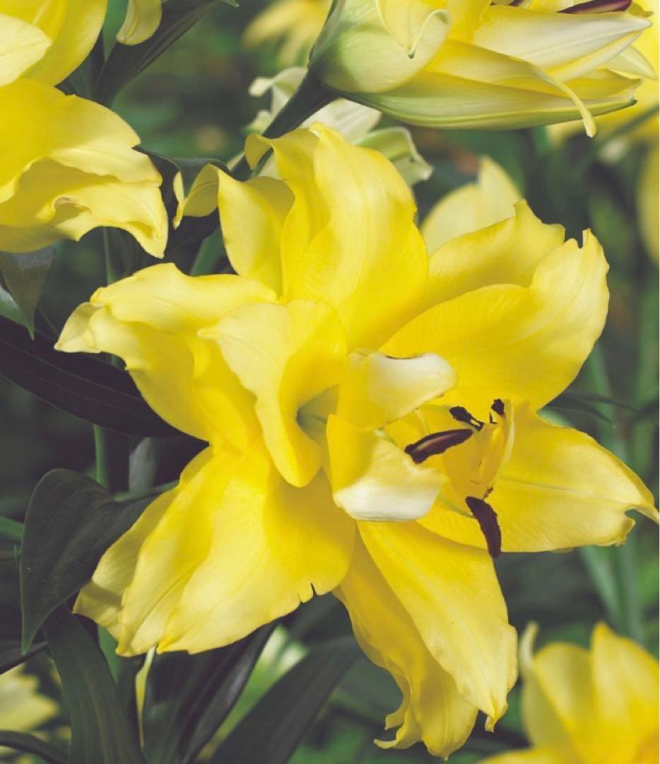 とわ　百合11種とチューリップ