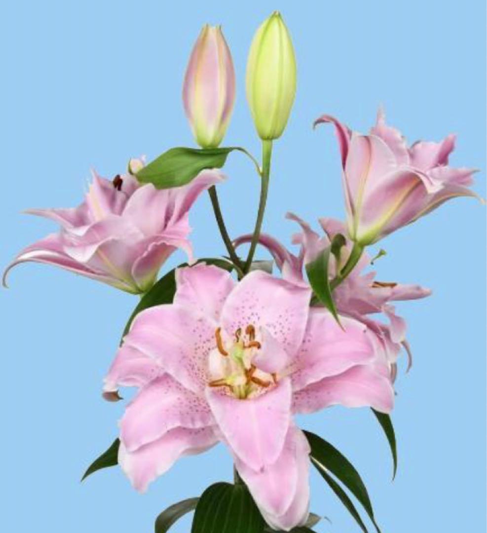 とわ　百合11種とチューリップ