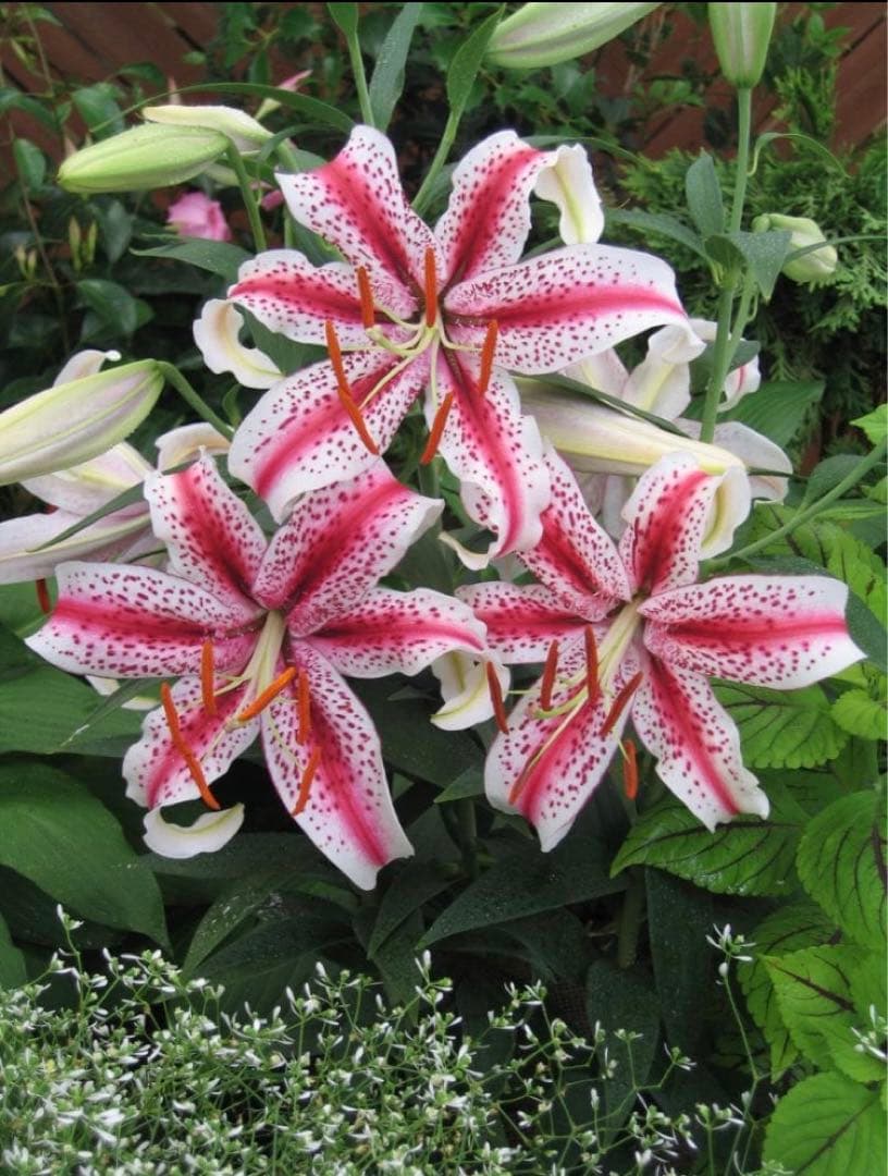 とわ　百合11種とチューリップ