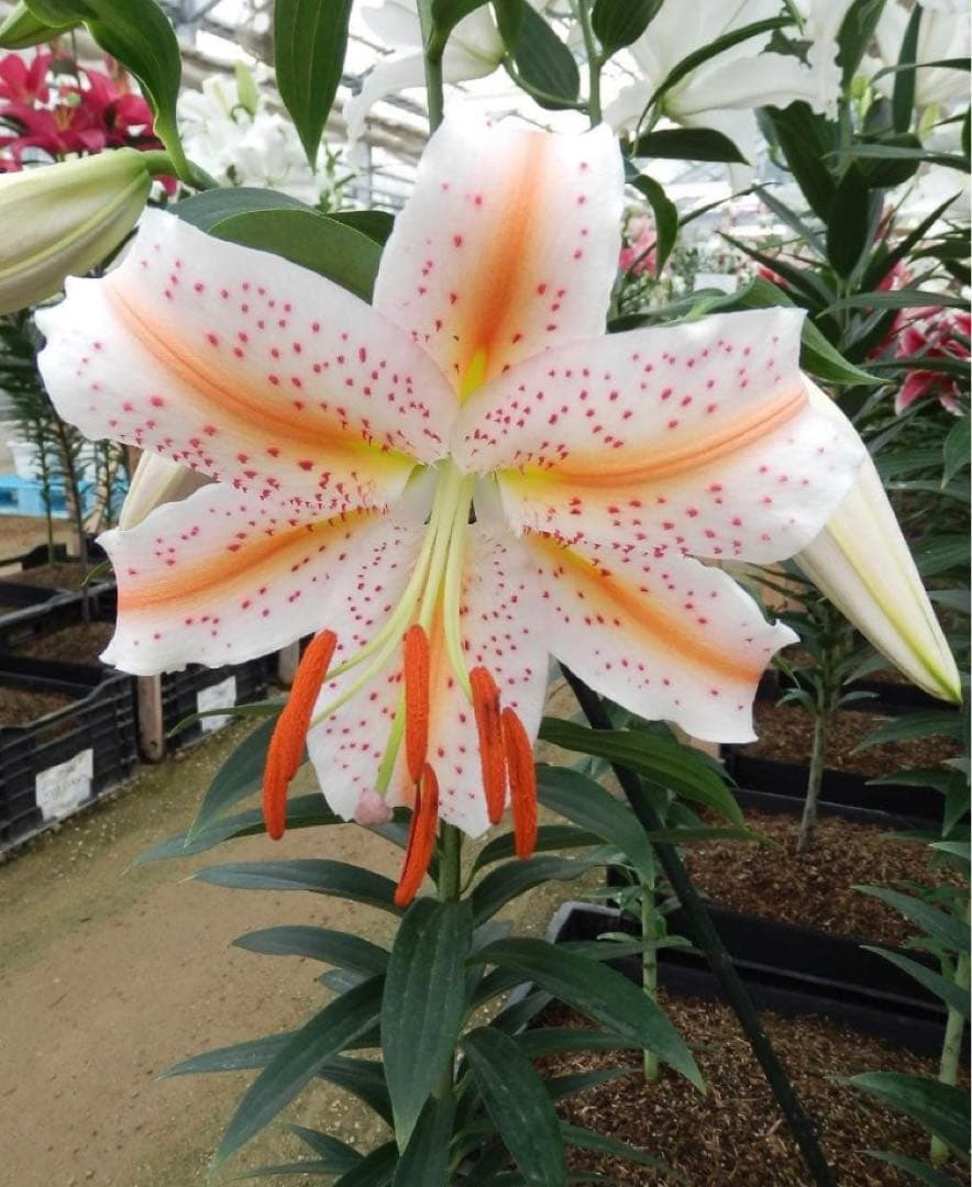 とわ　百合11種とチューリップ