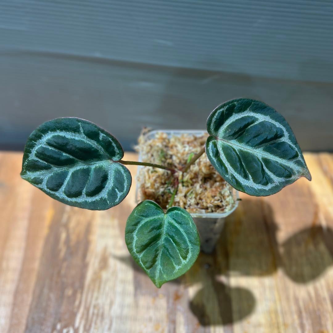 h*3様 Anthurium Mystic A88 良個体　レア　株分個体　②