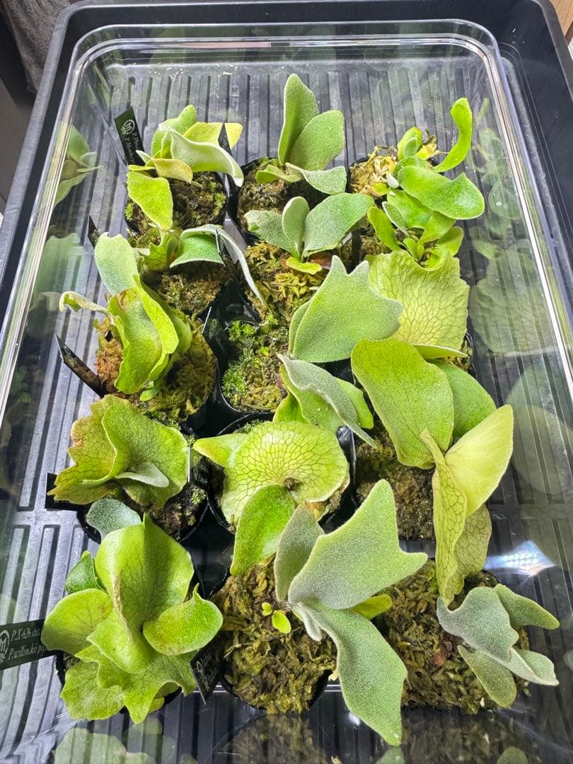 ビカクシダ　15種