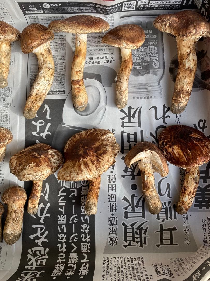 岩手県産松茸10/13日朝収穫 蕾、開きセット（総重量約1.1kg）