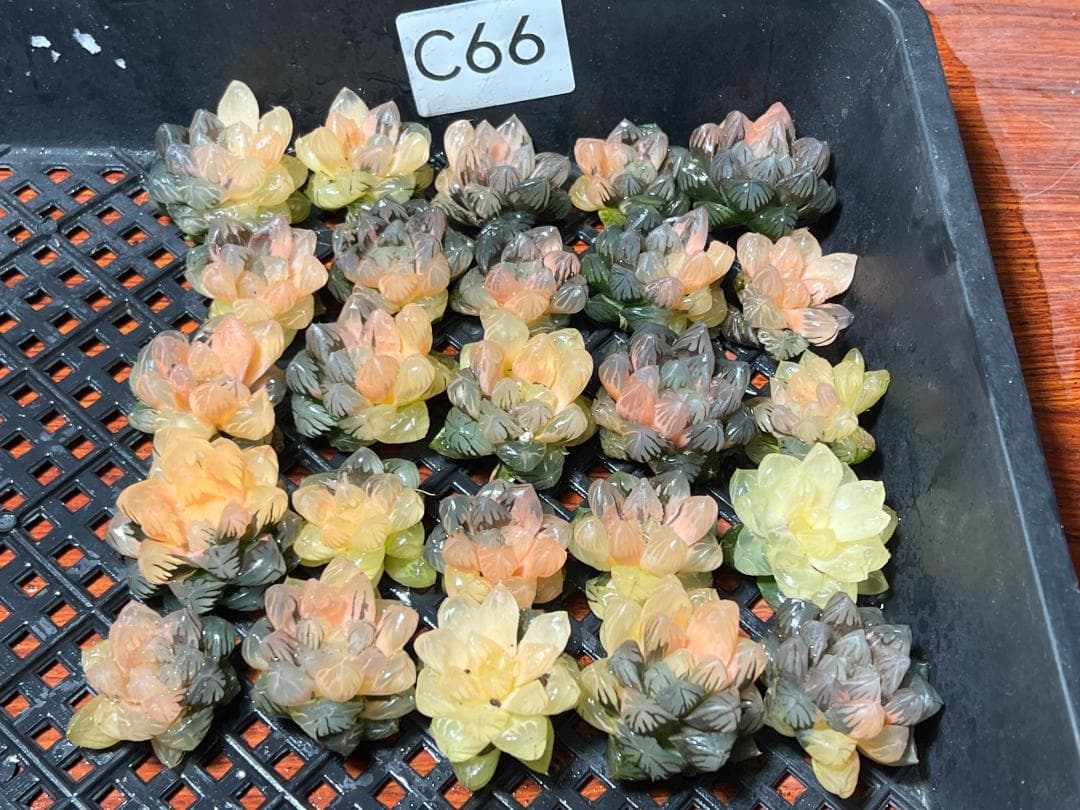 は*し様 6多肉植物 ハオルチア　オブツーサ錦 水中月錦 糊斑 鮮明錦 25株セ