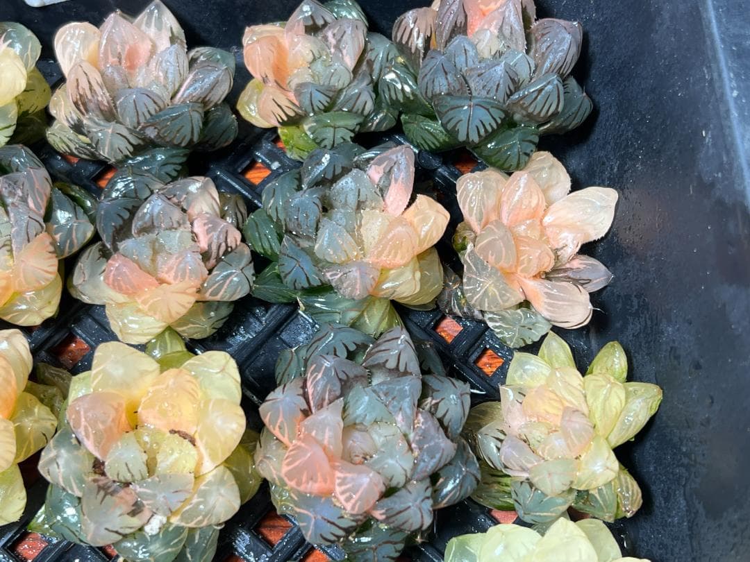 は*し様 6多肉植物 ハオルチア　オブツーサ錦 水中月錦 糊斑 鮮明錦 25株セ