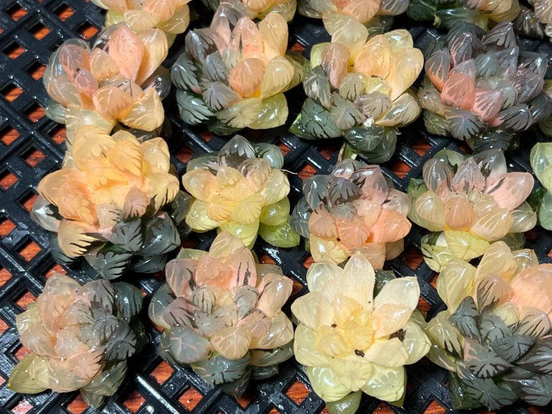 は*し様 6多肉植物 ハオルチア　オブツーサ錦 水中月錦 糊斑 鮮明錦 25株セ