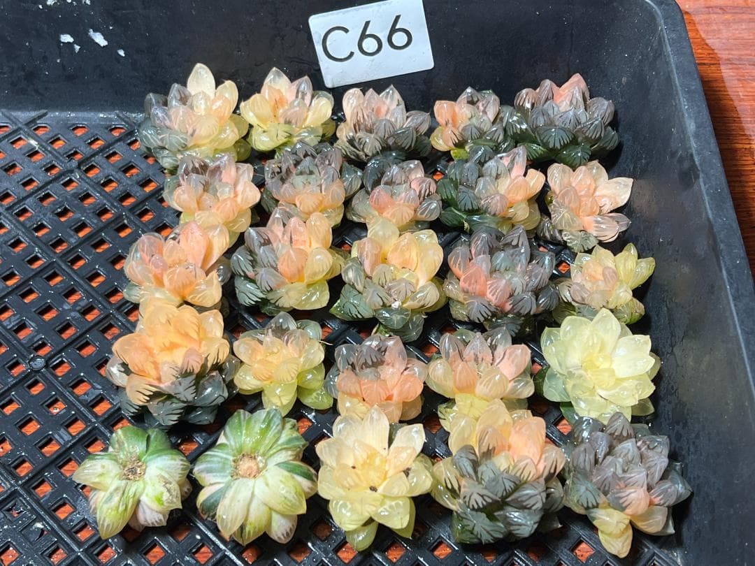 は*し様 6多肉植物 ハオルチア　オブツーサ錦 水中月錦 糊斑 鮮明錦 25株セ