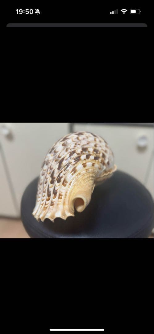 沖縄　法螺貝　貝殻楽器 中型　長さ40cm