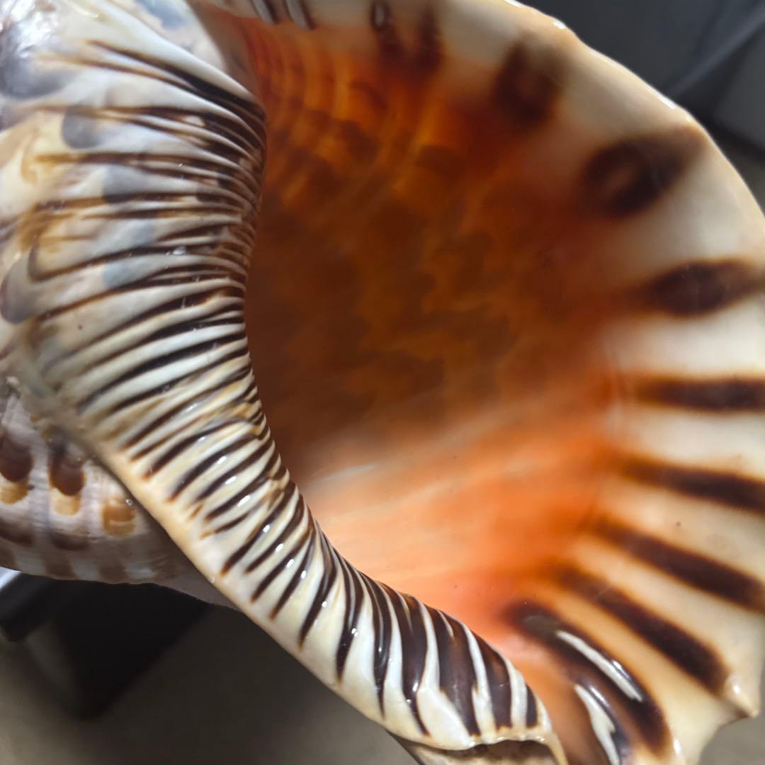 沖縄　法螺貝　貝殻楽器 中型　長さ40cm