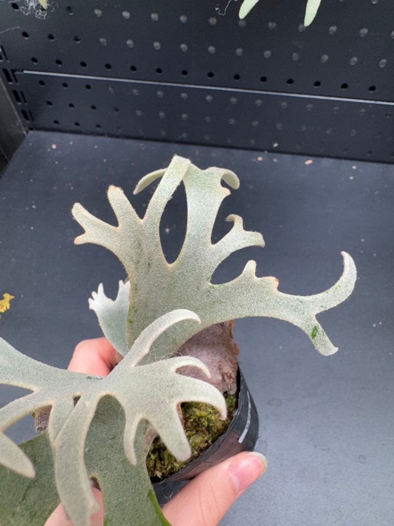 【平凡之鹿】ビカクシダ YMDS Totoro HHRナーセリータグ付け#070