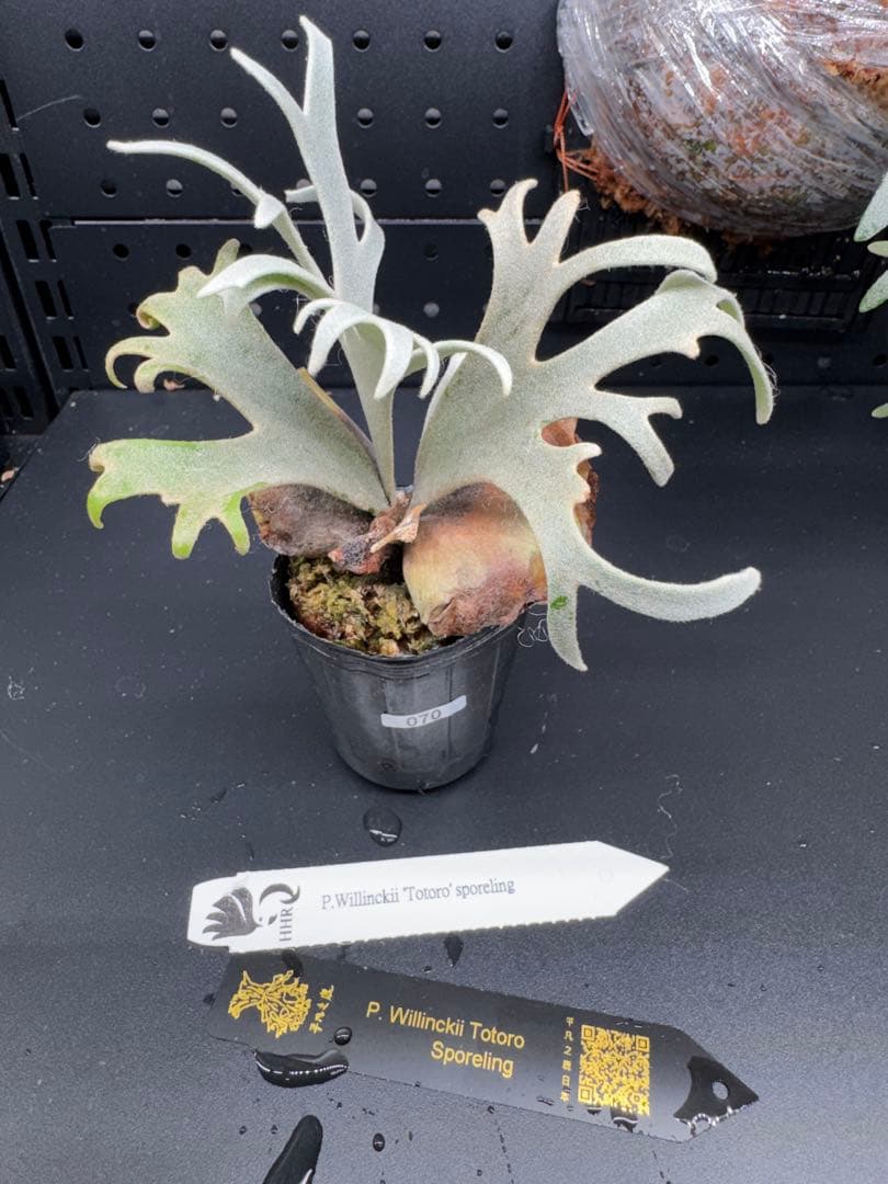 【平凡之鹿】ビカクシダ YMDS Totoro HHRナーセリータグ付け#070