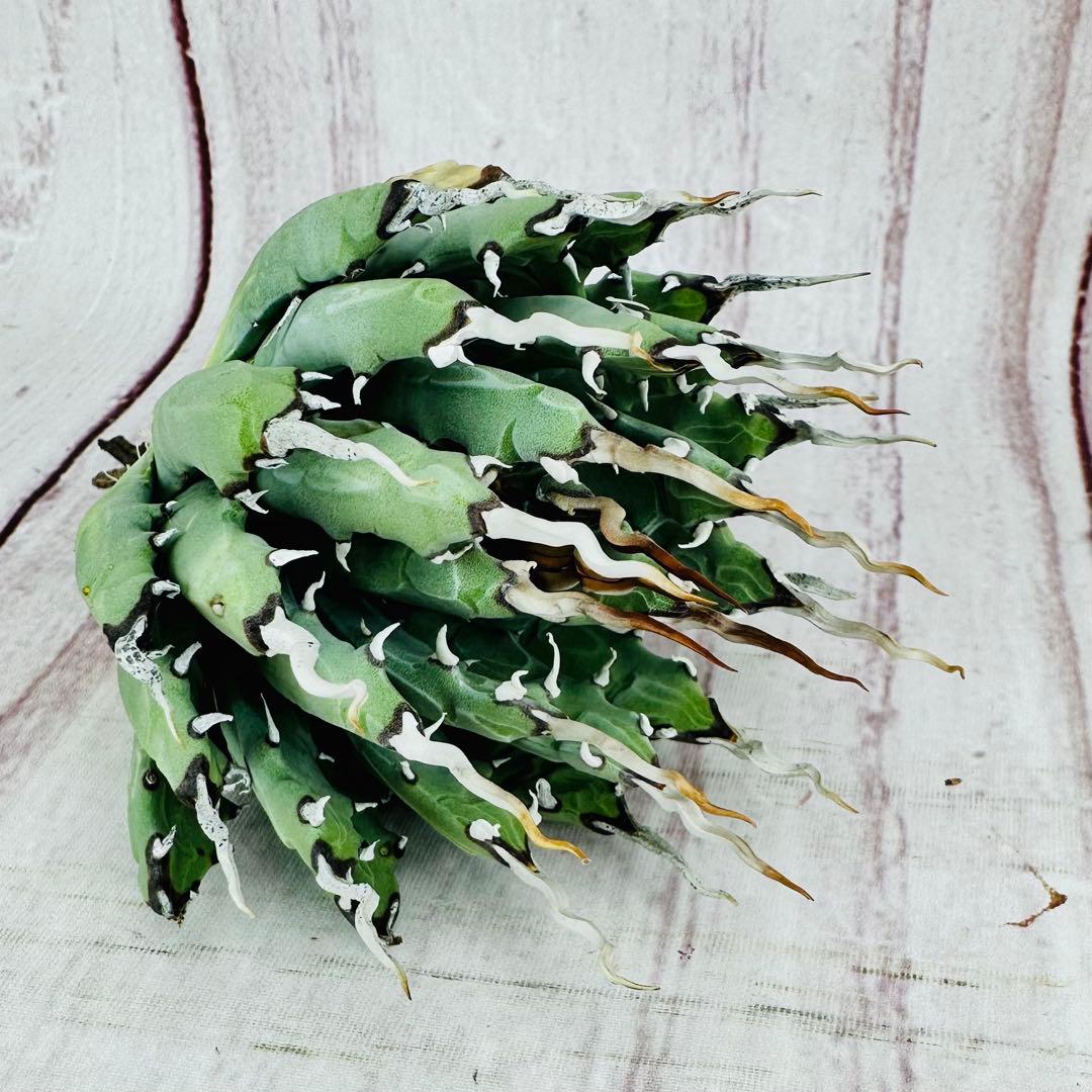 70 アガベ　ユタエンシス　エボリスピナ 陽炎 肉厚 太葉