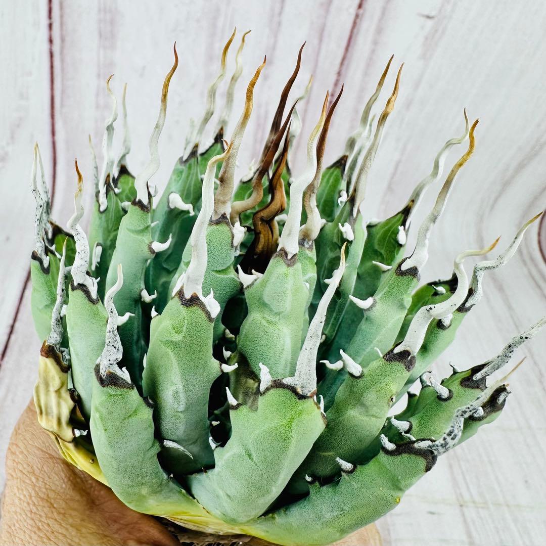 70 アガベ　ユタエンシス　エボリスピナ 陽炎 肉厚 太葉