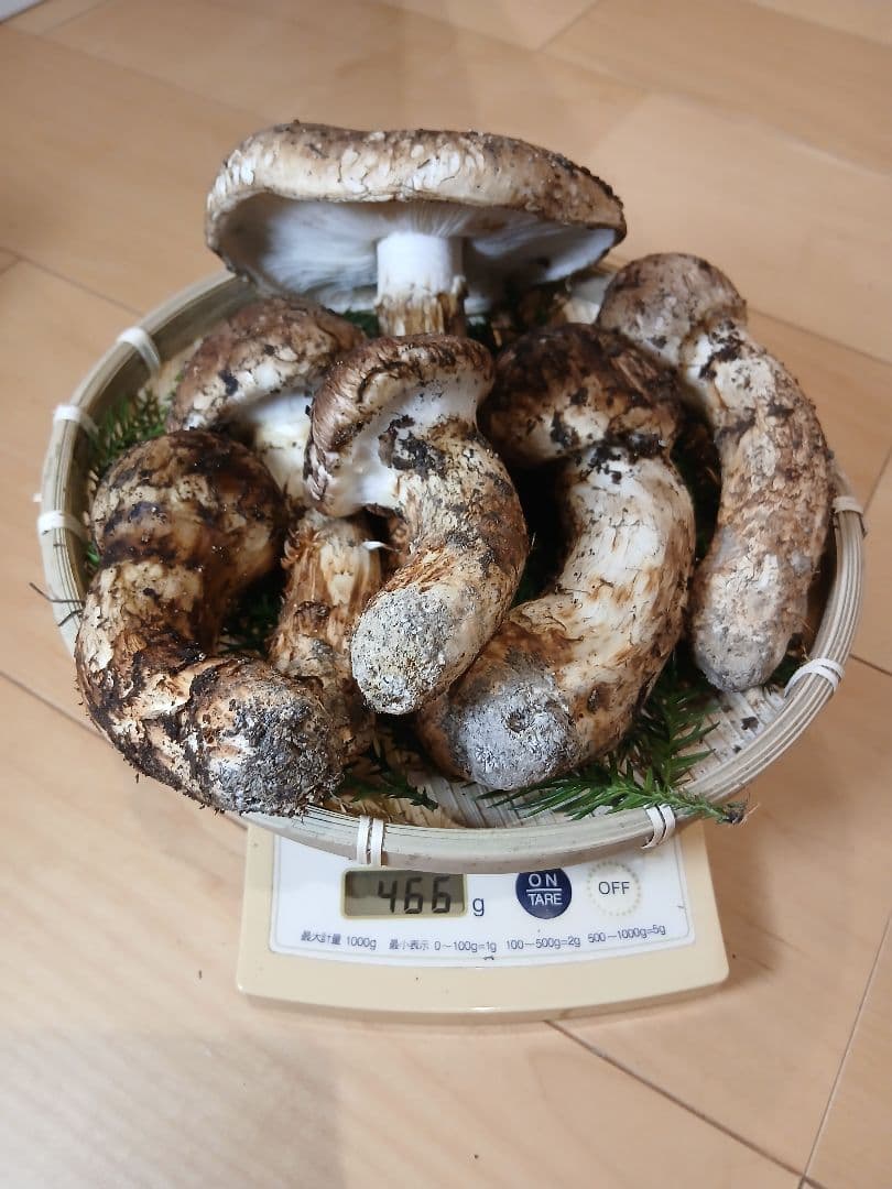 原田ページ　山形県産松茸