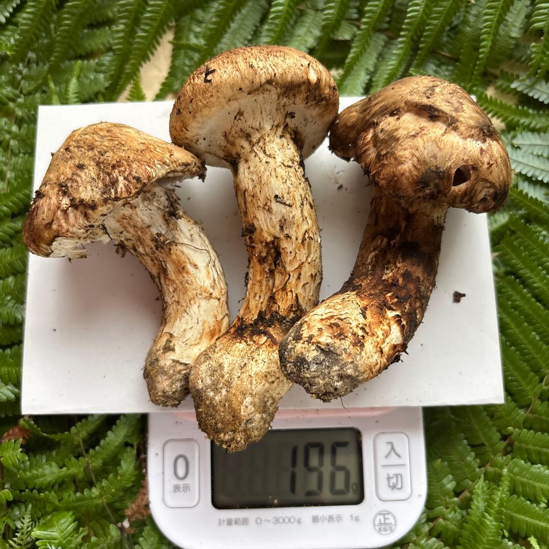 広島県産 松茸３本（196g）⑥