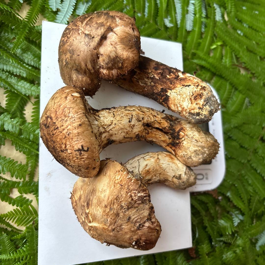 広島県産 松茸３本（196g）⑥