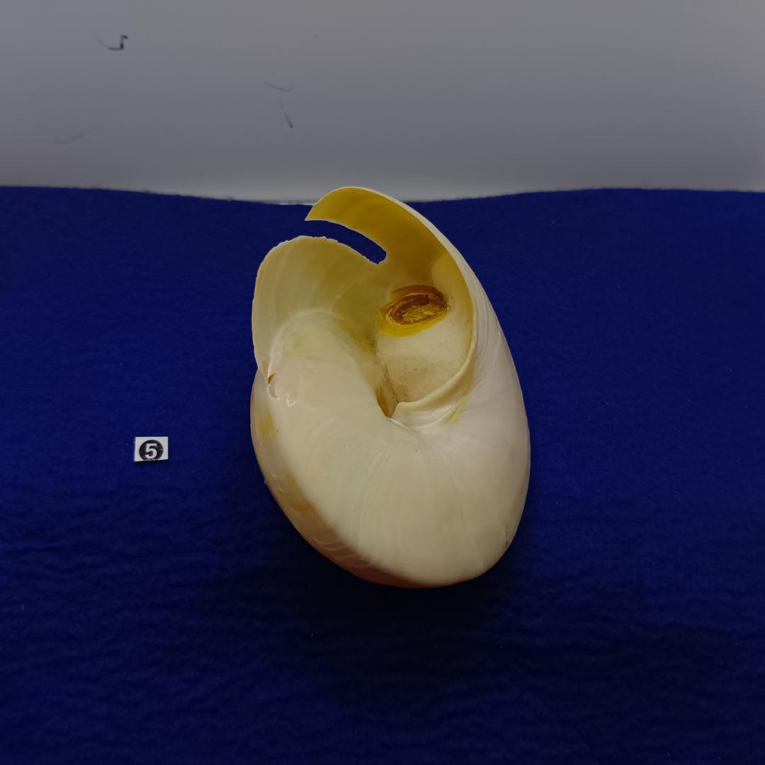 ❺-1貝標本ミナミノオキナエビス（蓋付）