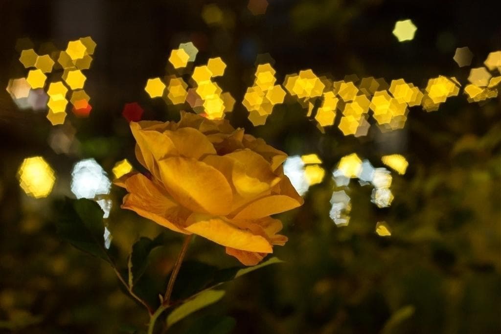 28　新品同様　星形ボケレンズ　MC VOLNA-9 50mm/f2.8