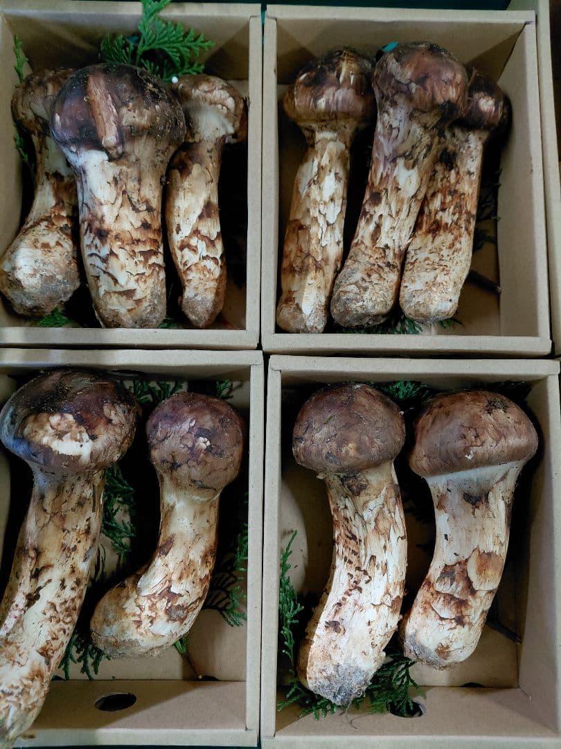 新鮮 マツタケ 4個入り900g