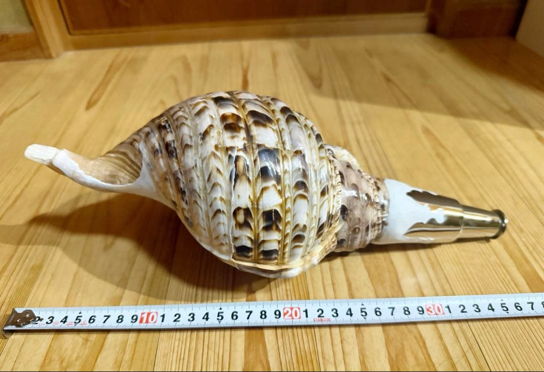 コ*チ様 修験道法螺貝37㎝ 山伏　密教　魔除け　熊よけ❣️ホラガイ　ほら貝