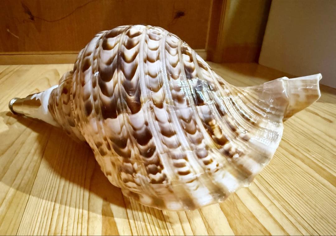 コ*チ様 修験道法螺貝37㎝ 山伏　密教　魔除け　熊よけ❣️ホラガイ　ほら貝