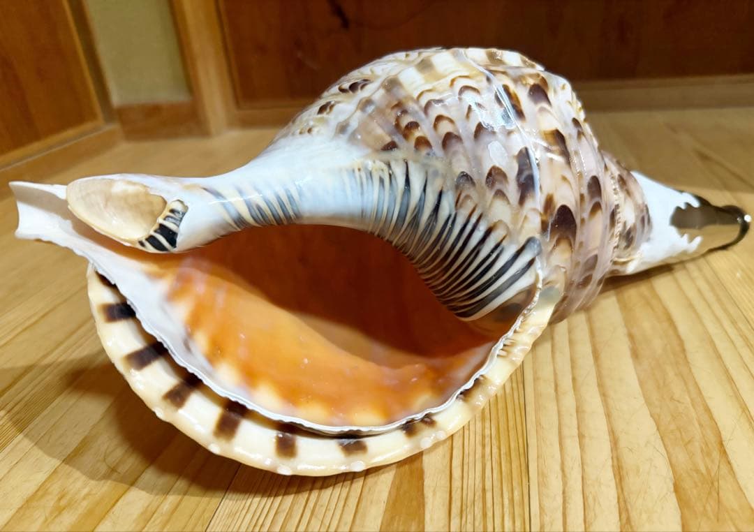 コ*チ様 修験道法螺貝37㎝ 山伏　密教　魔除け　熊よけ❣️ホラガイ　ほら貝