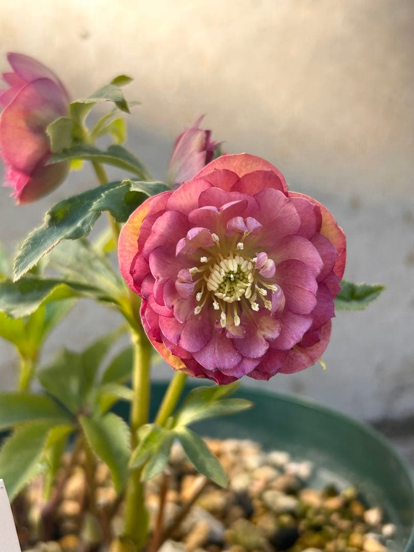 最終価格　小輪系　認定アンティークアフロディーテ