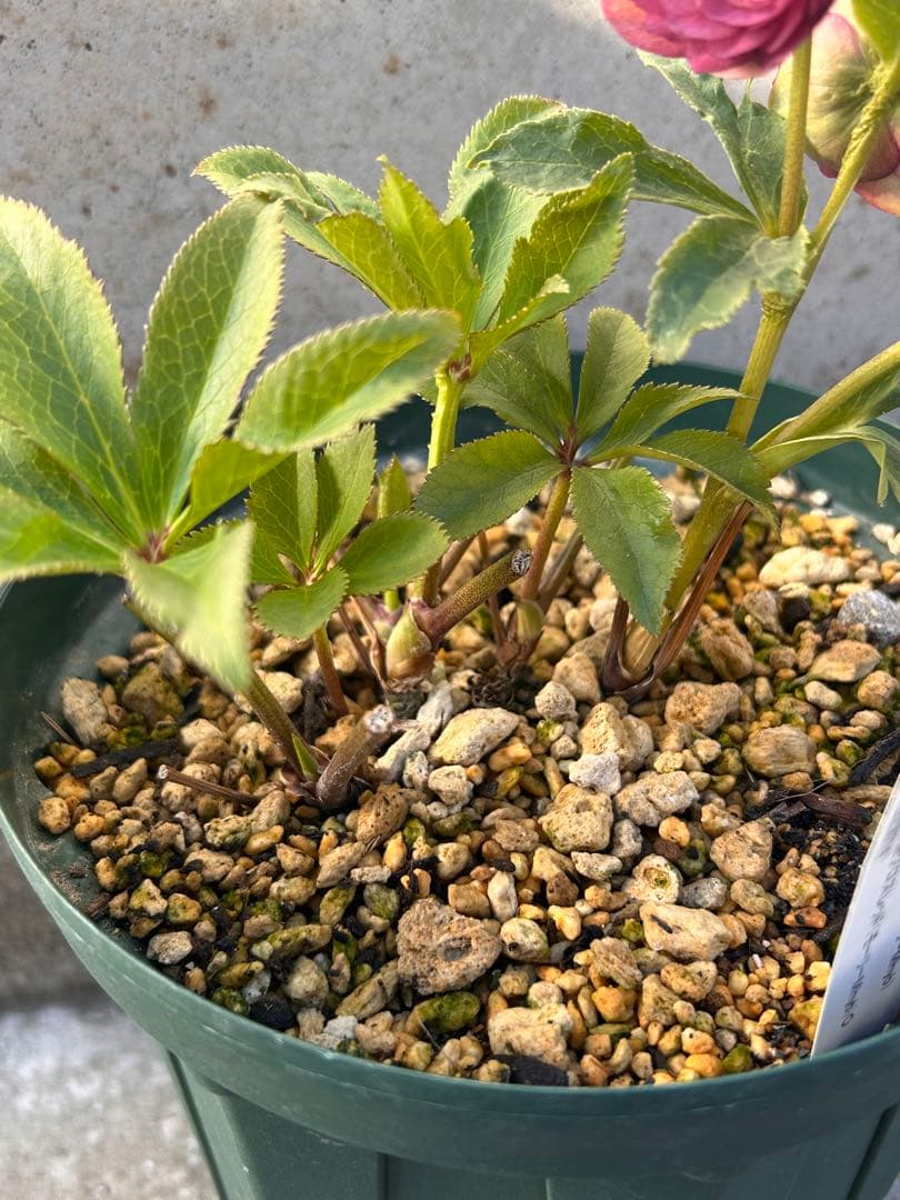 最終価格　小輪系　認定アンティークアフロディーテ