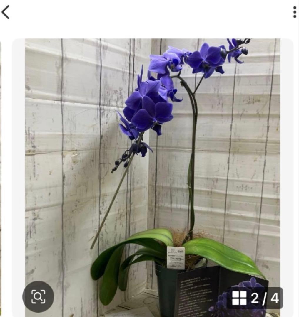 ⑥正規品　希少品種　胡蝶蘭　コチョウラン　ファレノプシス　ブルージーン　パープル