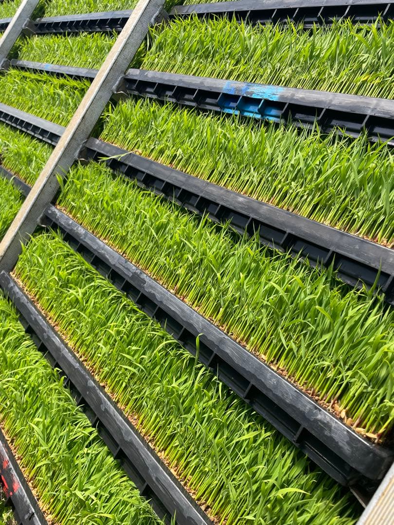 新米　富山県産コシヒカリ　玄米