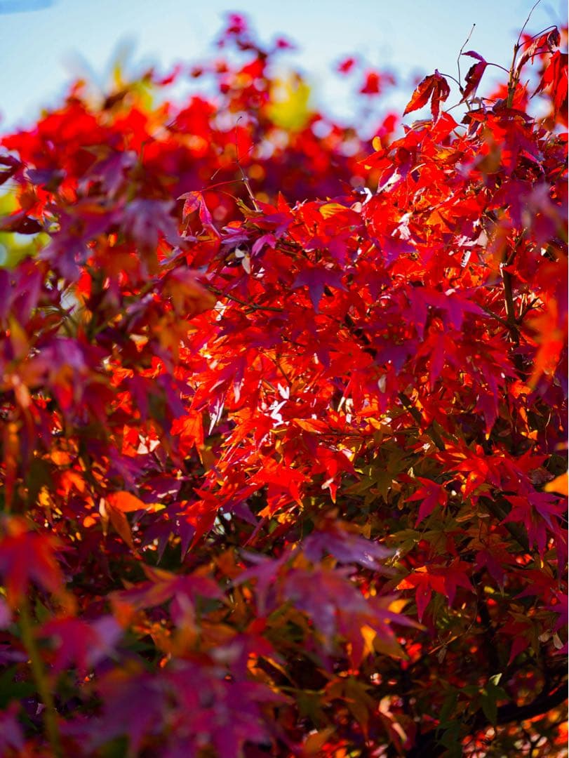 sony α7iii 標準ズームレンズキット おまけ付き