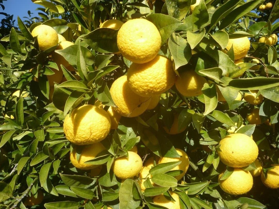 湘南ゴールド 果樹苗 約80cm