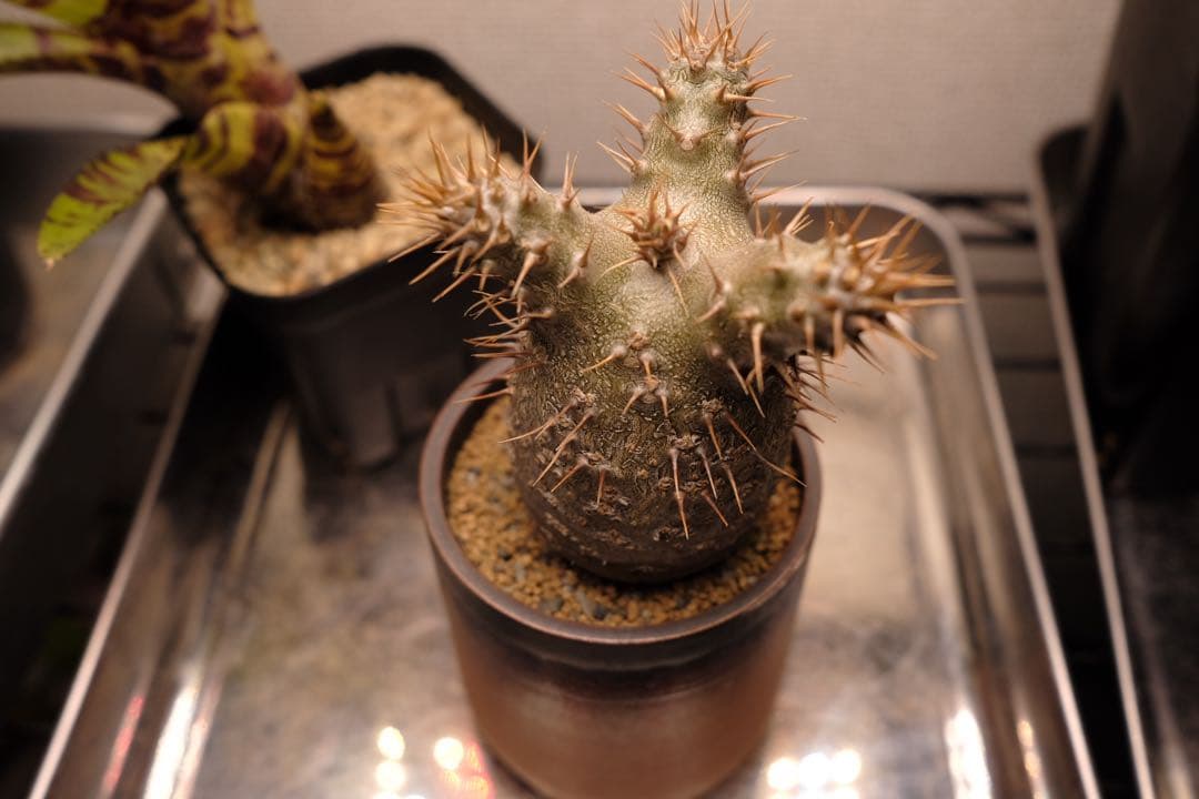 実生グラキリス　現在しっかり眠ってます