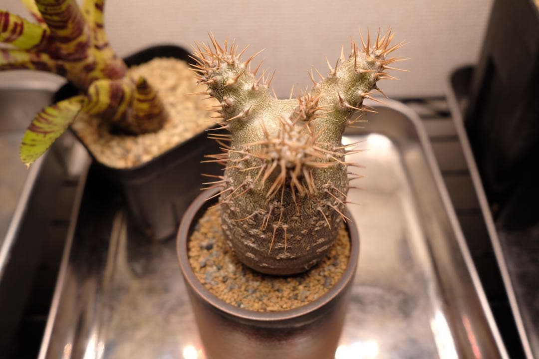 実生グラキリス　現在しっかり眠ってます